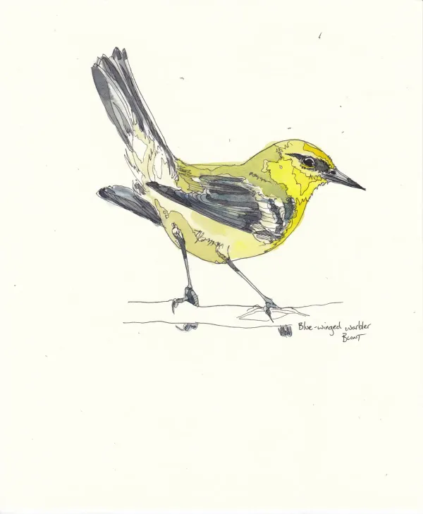 Blue Winged Warbler