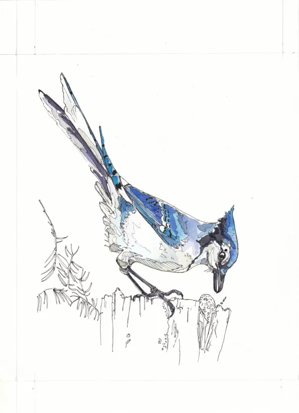 Bluejay Commission, Audrey