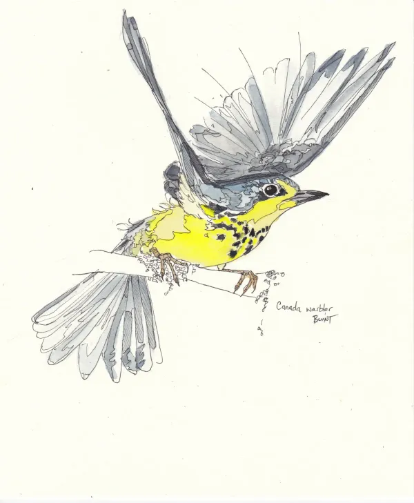 Canada Warbler