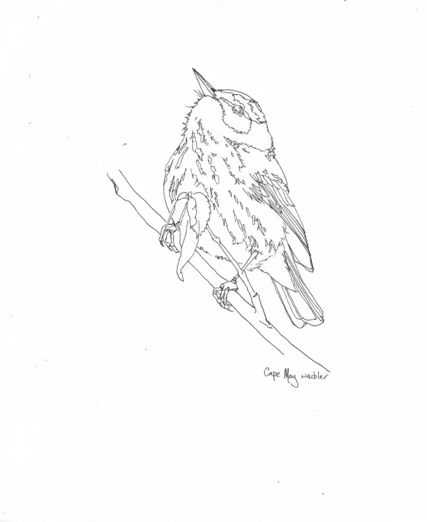 Cape May Warbler