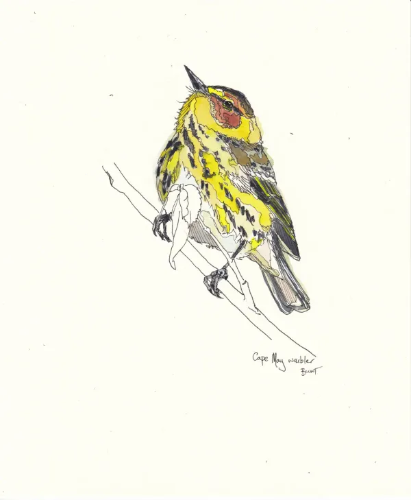 Cape May Warbler