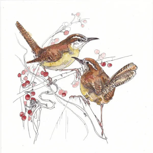 Carolina Wrens Penny Francis