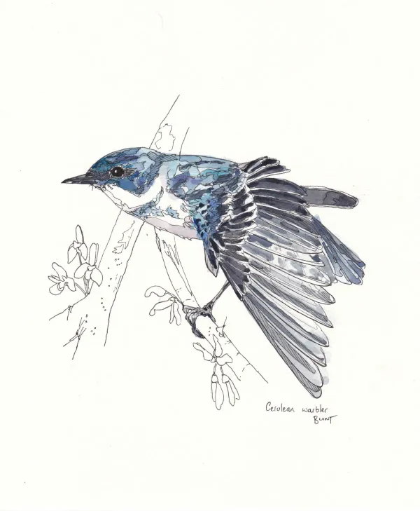 Cerulean Warbler