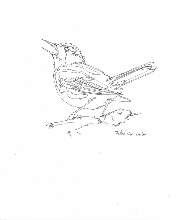 Chestnut Sided Warbler