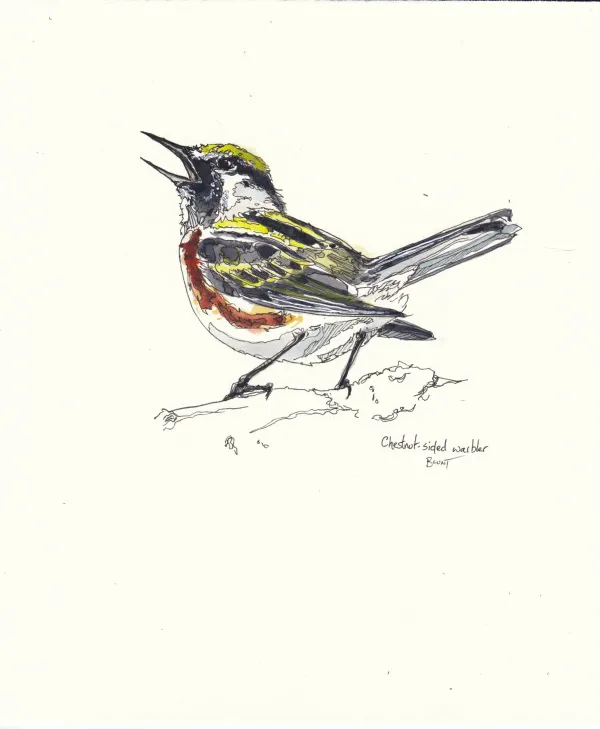 Chestnut Sided Warbler