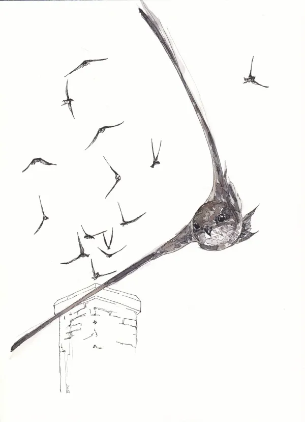 Chimney Swift Commission, Marcel O'Gorman