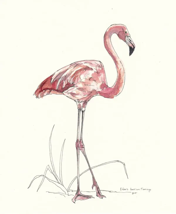 American Flamingo