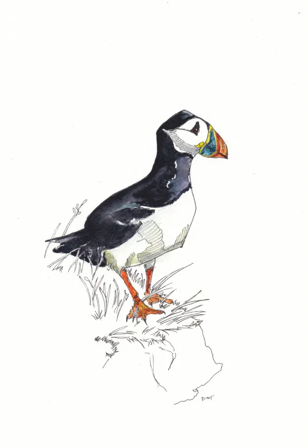 Atlantic Puffin