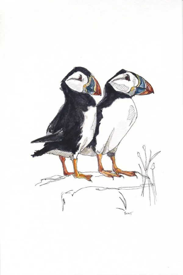 Atlantic Puffins