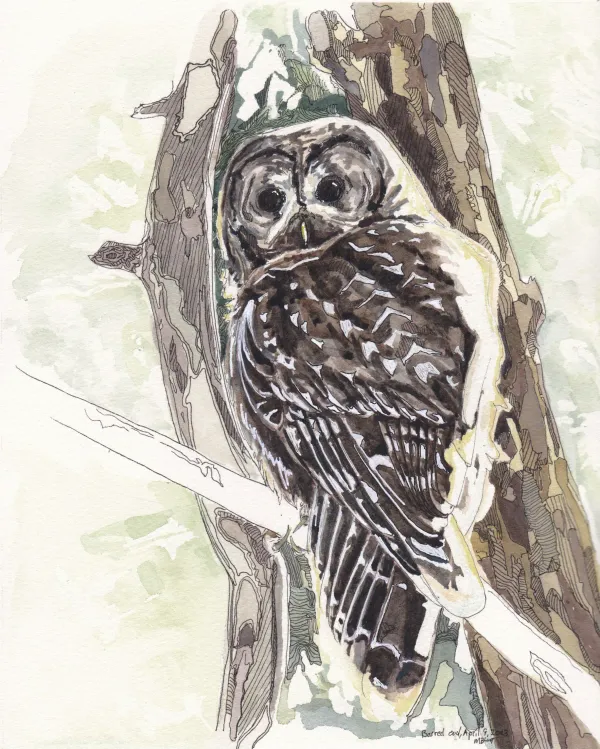 Barred Owl 1
