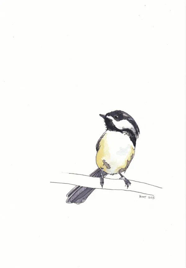 Black-capped Chickadee