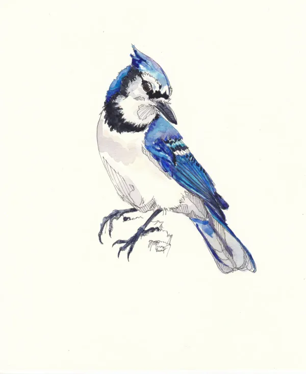 Blue Jay 3