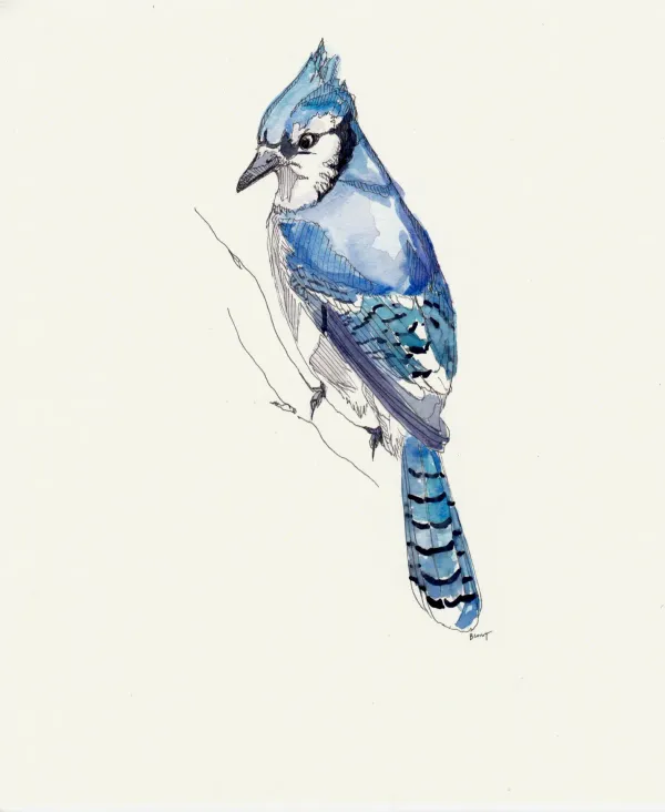 Blue Jay 4
