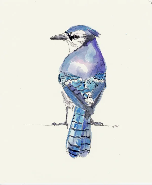 Blue Jay 5