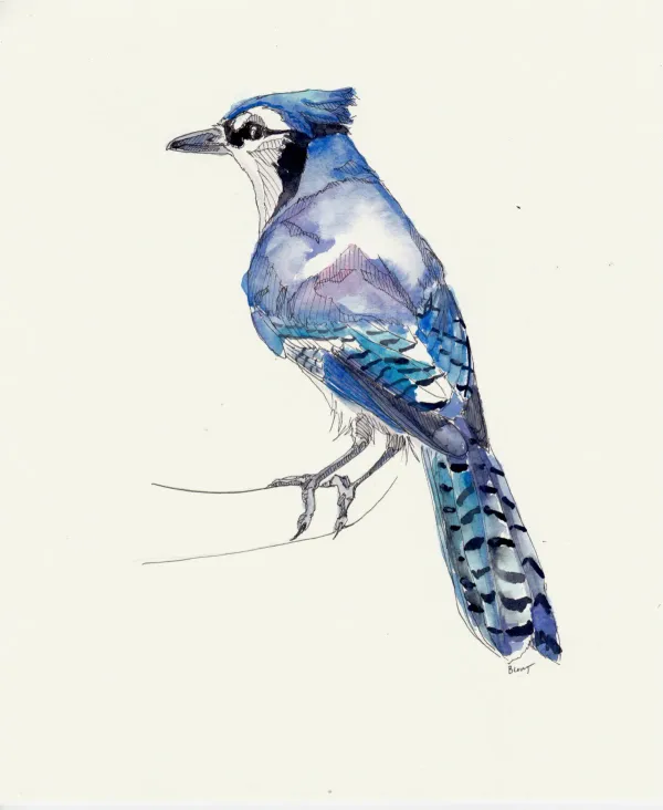 Blue Jay 6
