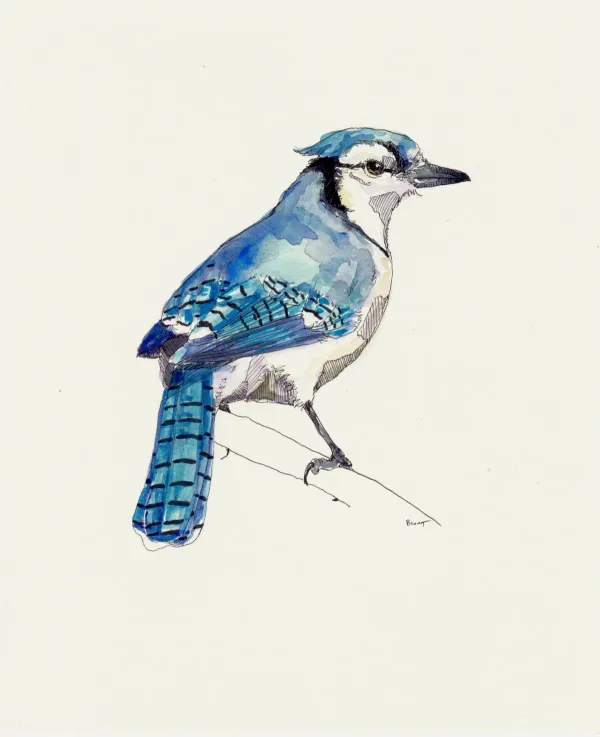 Blue Jay 7