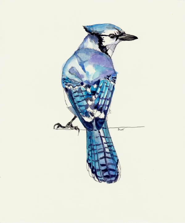 Blue Jay 8