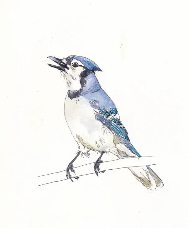 Blue Jay 9