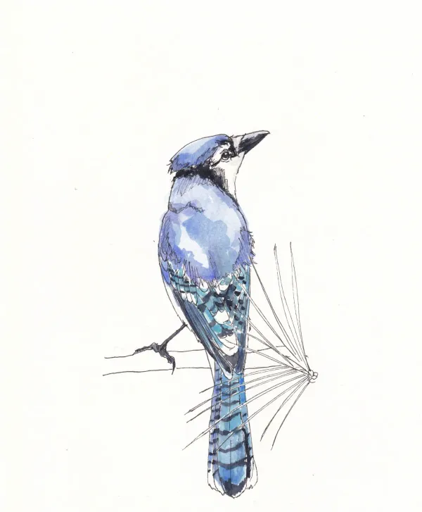 Blue Jay 10