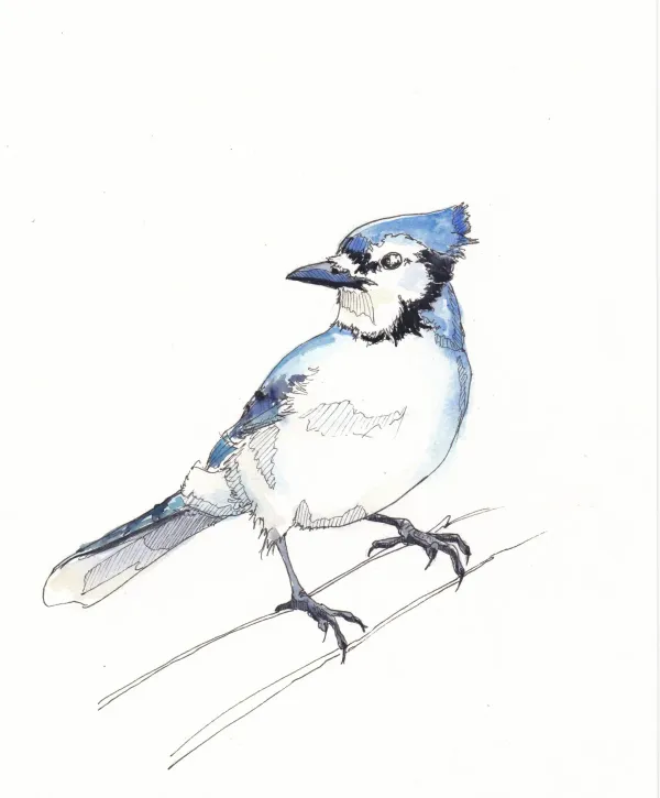 Blue Jay 11