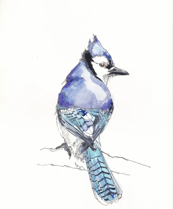 Blue Jay 12