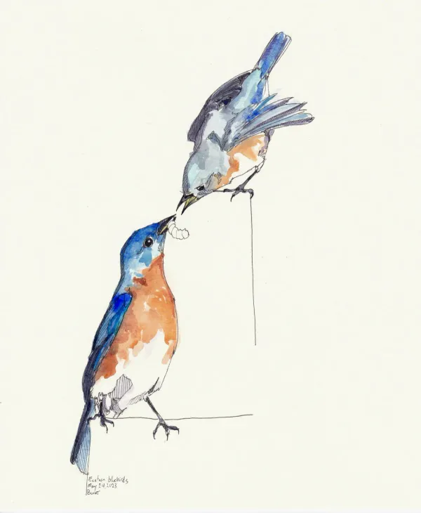 Bluebird Couple