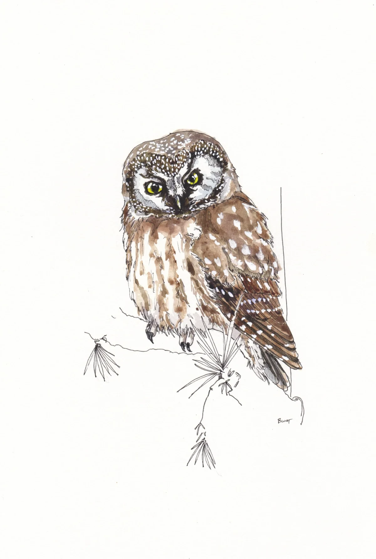 Boreal Owl