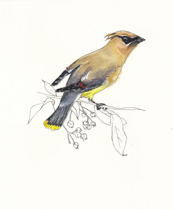 Cedar Waxwing 2