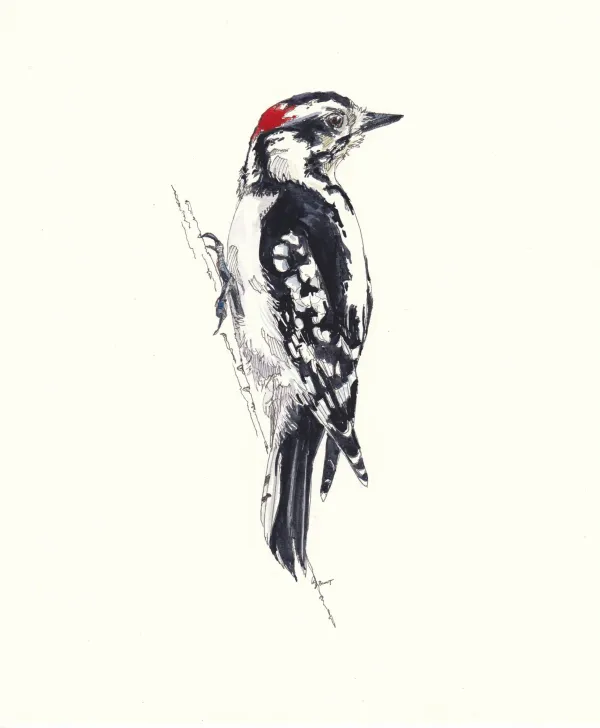 Downy Woodpecker 'Pierre'