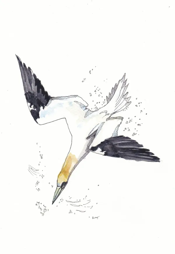 Northern Gannet