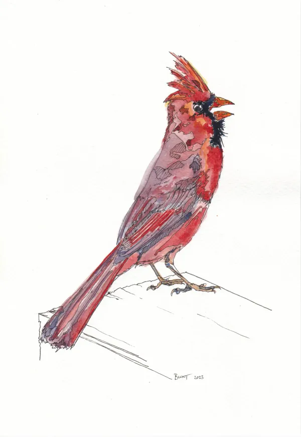 Northern Cardinal 18