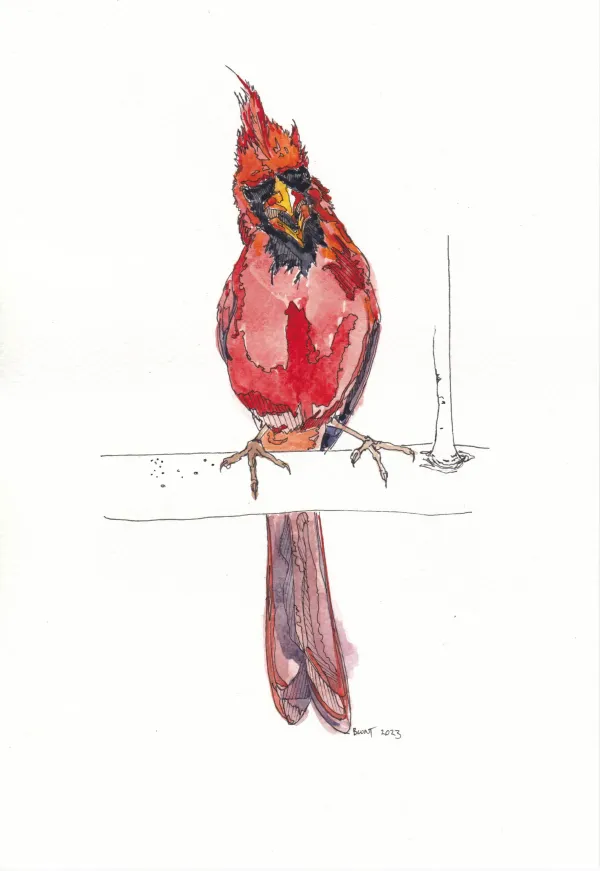 Northern Cardinal 19