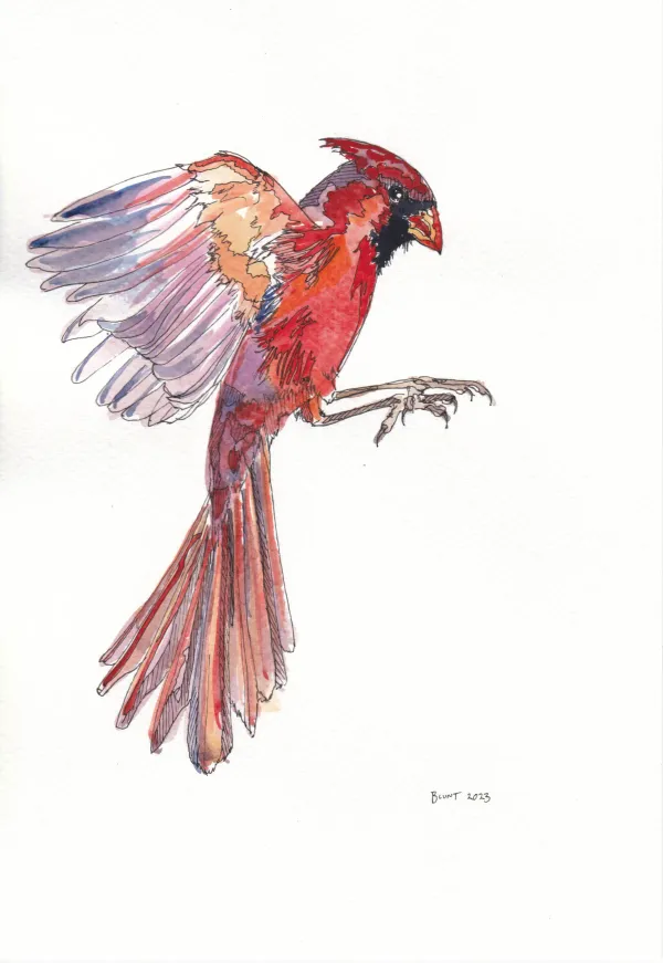 Northern Cardinal 20