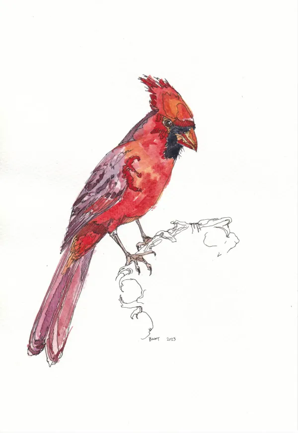 Northern Cardinal 21