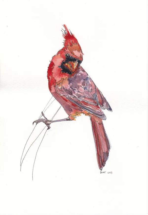Northern Cardinal 22