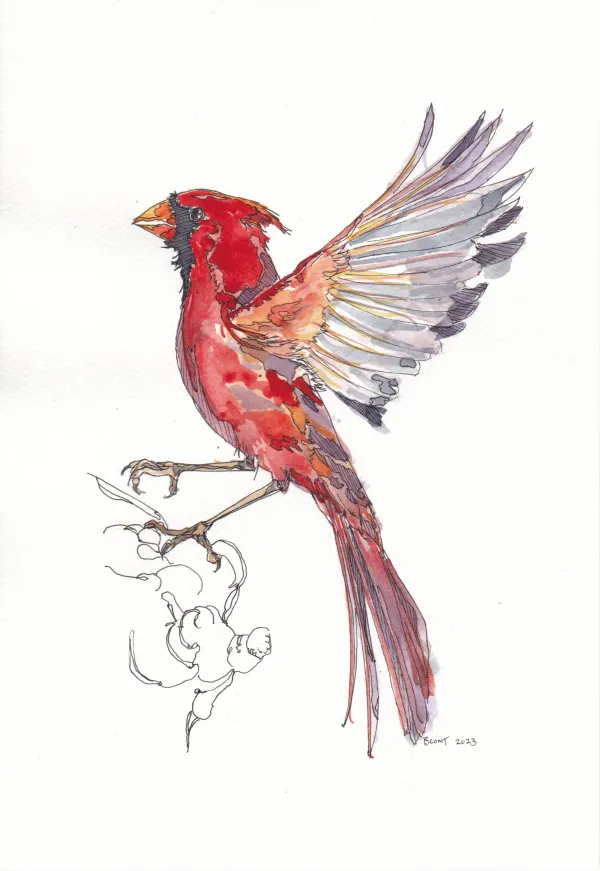 Northern Cardinal 23