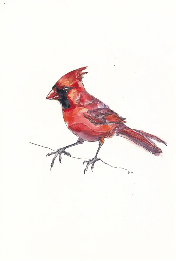 Northern Cardinal 10