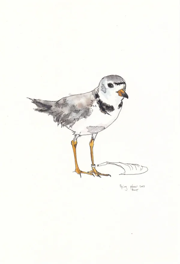 Piping Plover 1