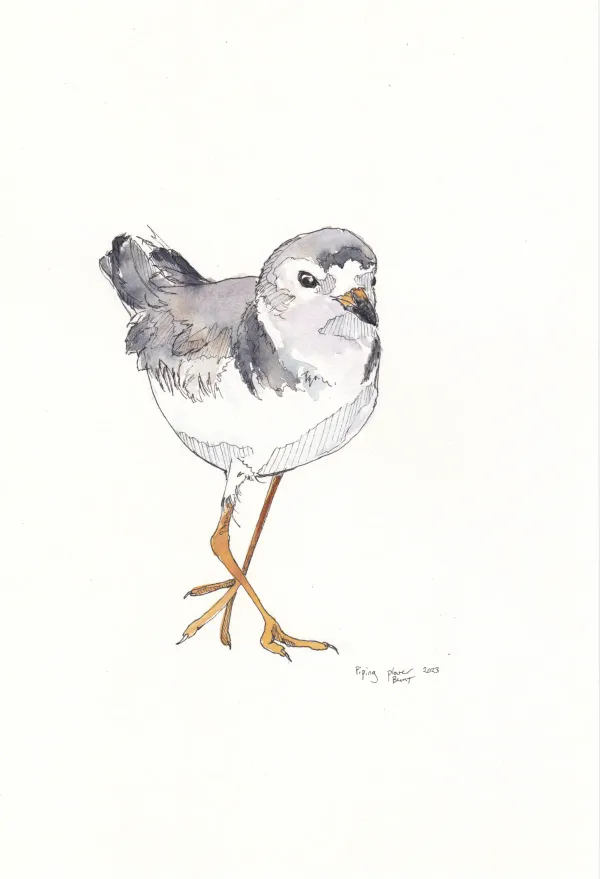 Piping Plover 2