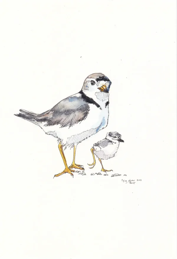 Piping Plover 3