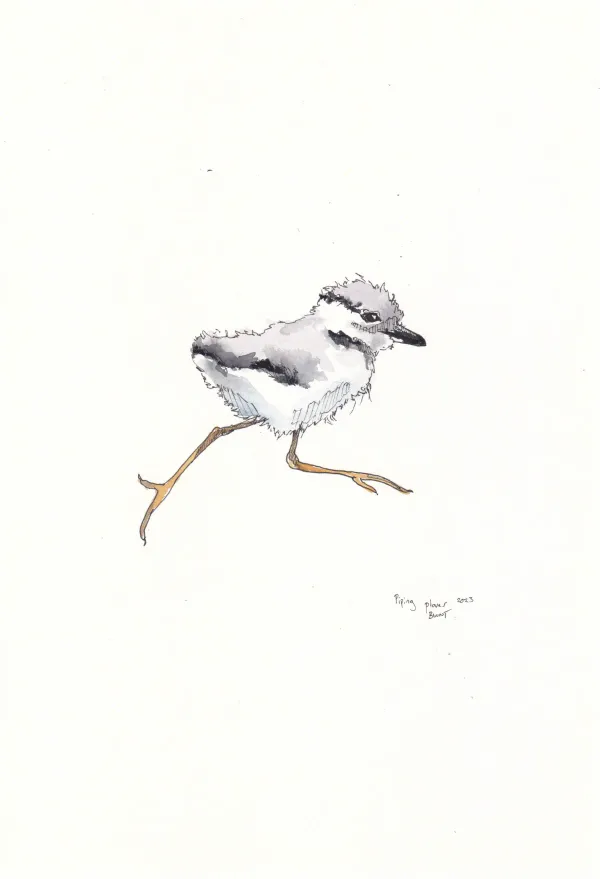 Piping Plover 4