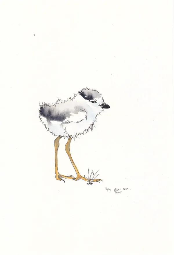 Piping Plover 5