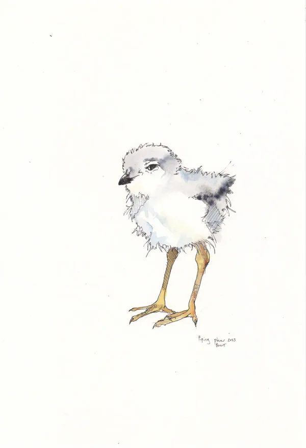 Piping Plover 6