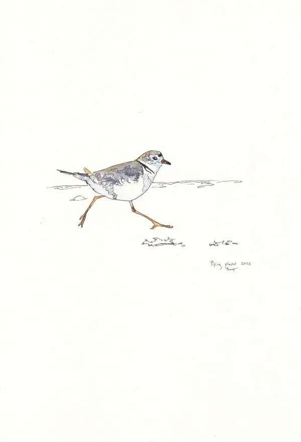 Piping Plover 7