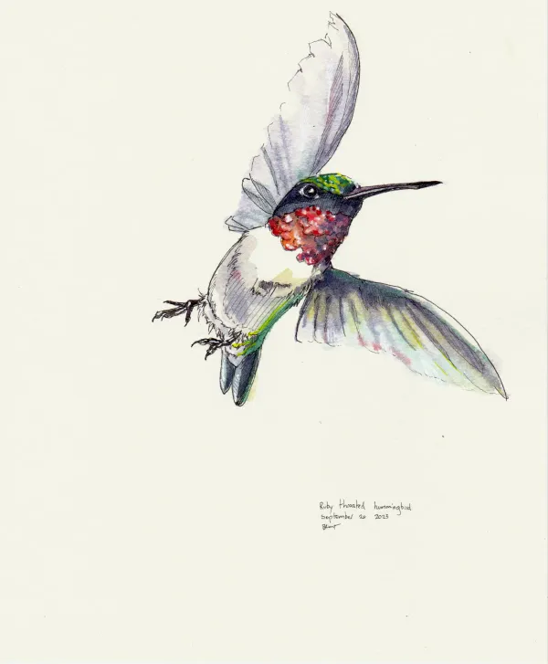 Ruby-throated Hummingbird