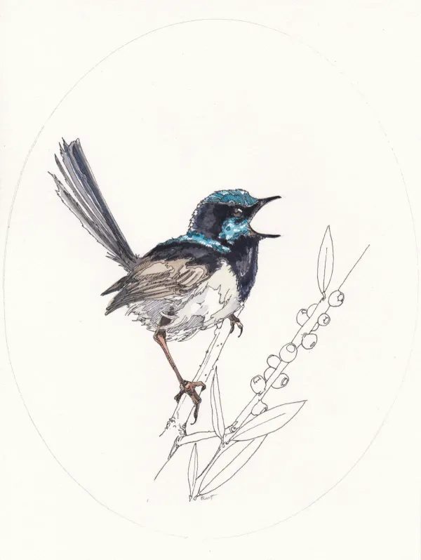 Superb Fairy-wren
