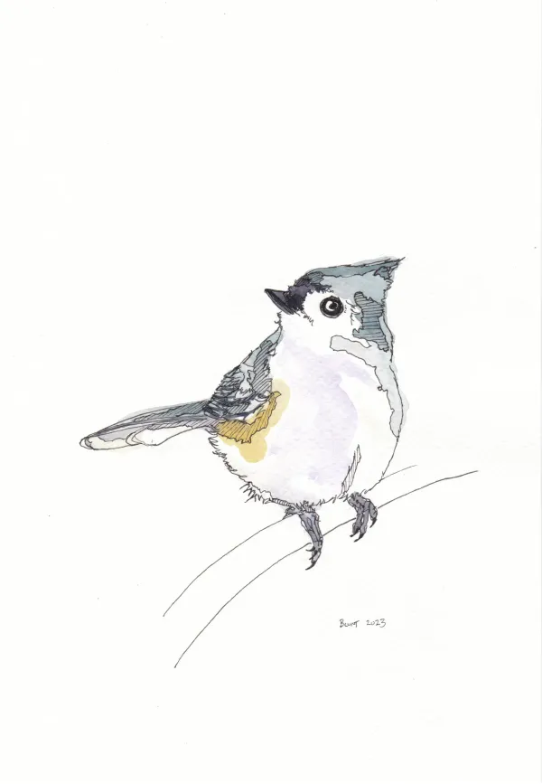 Tufted Titmouse 2