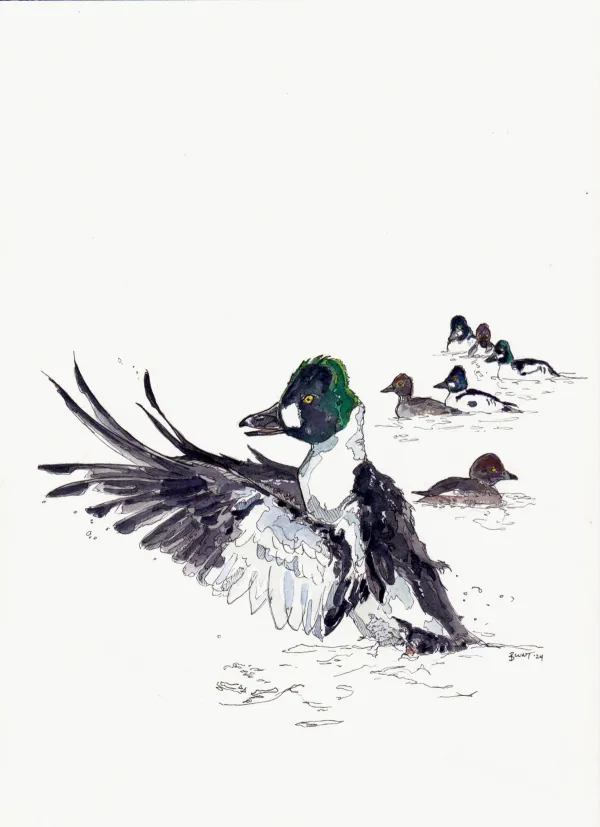 Common Goldeneye Commission, Wendy Watson