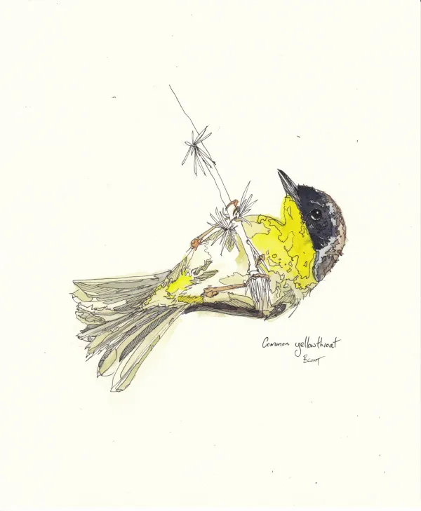 Common Yellowthroat