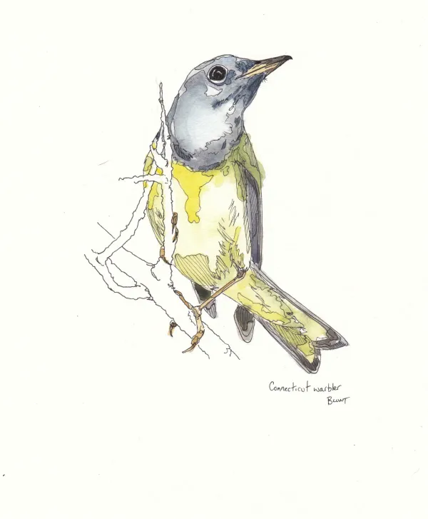 Connecticut Warbler
